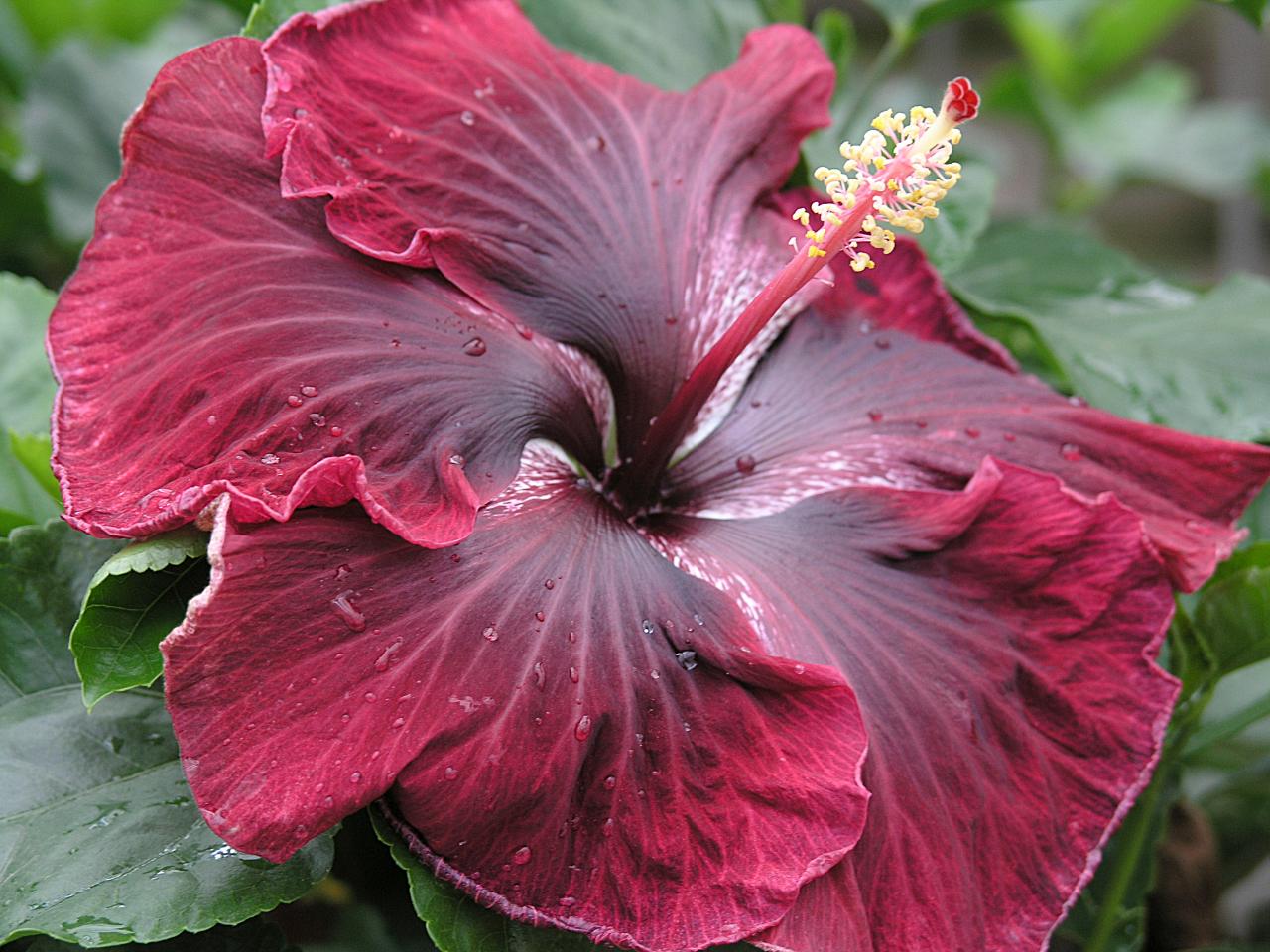 Rare Hibiscus Hybrid "Crimson Night"