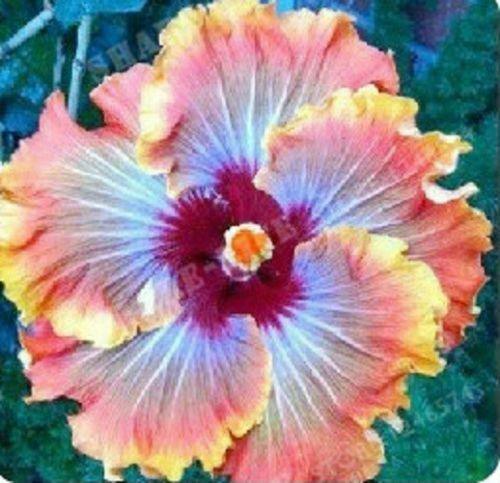 Rare Hibiscus Hybrid "Swirling Galaxy"