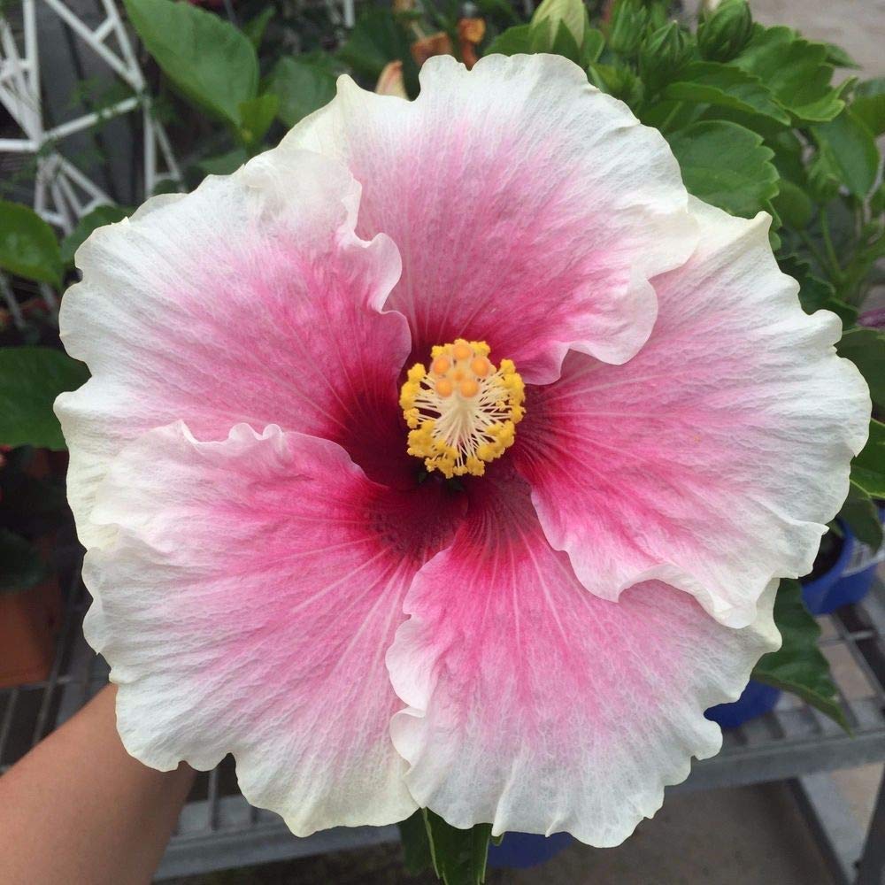 Rare Hibiscus Hybrid "Mercy"