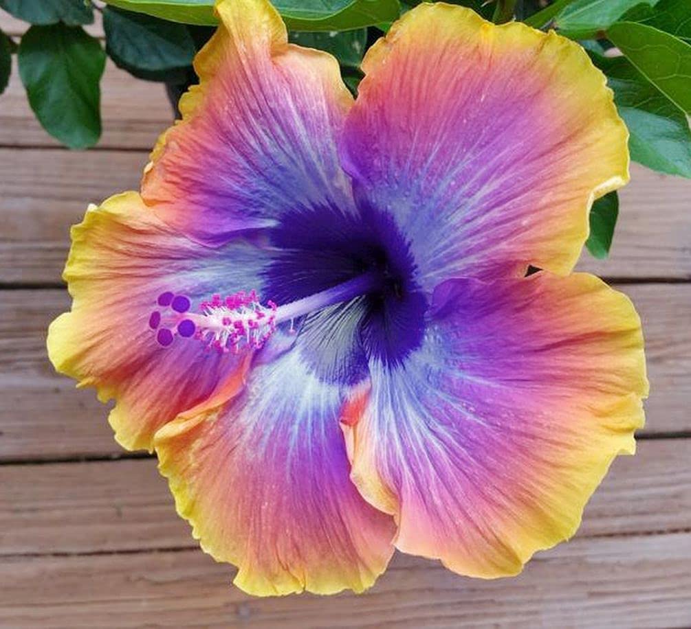 Rare Hibiscus Hybrid "Cosmic Voyager"