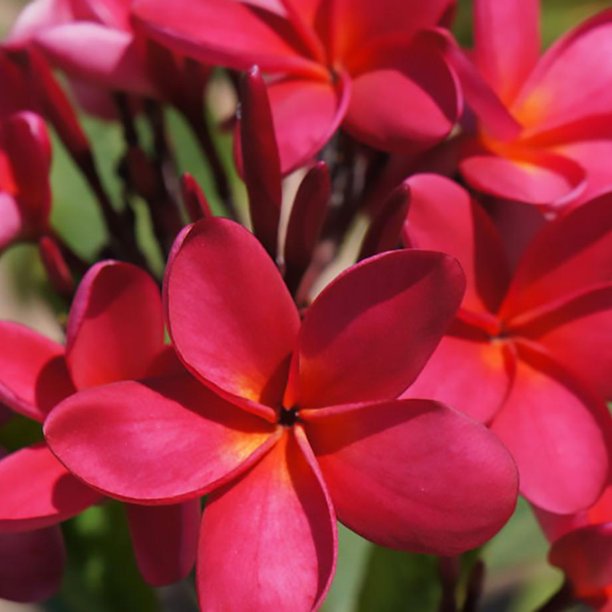 Plumeria Hybrid Cutting Rare "Texas Sunrise"