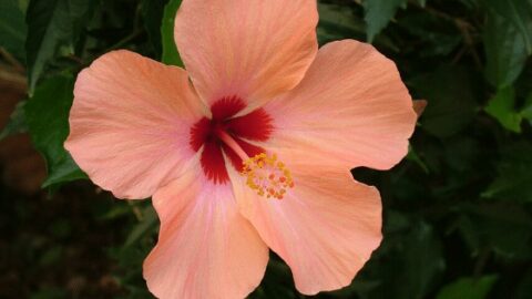 Rare Hibiscus Hybrid "Carribean Candy"