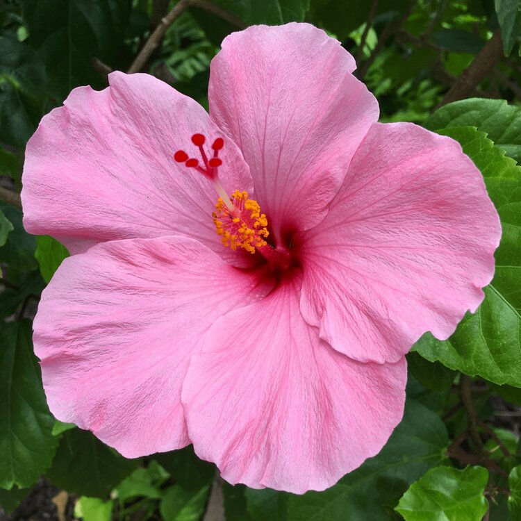 Rare Hibiscus Hybrid "Cherry"