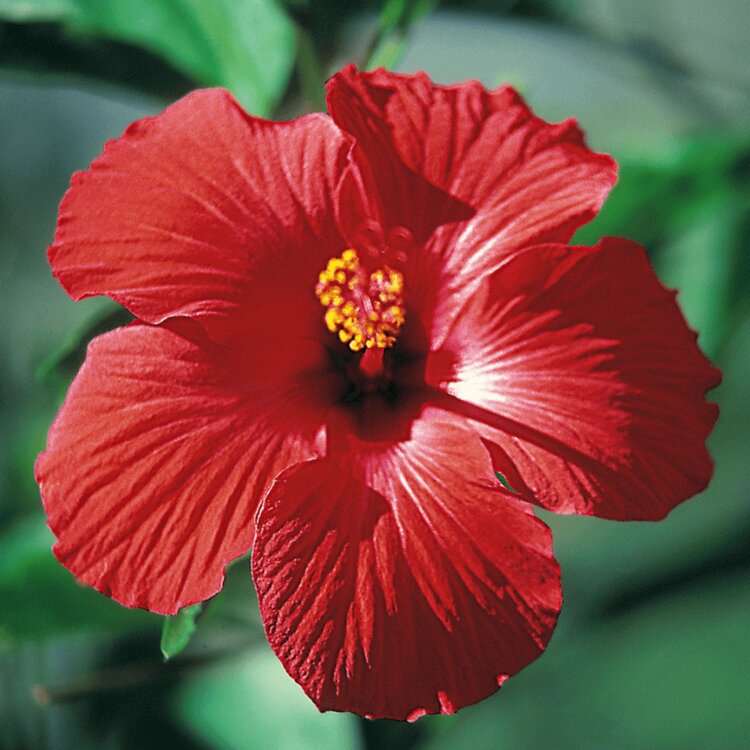 Rare Hibiscus Hybrid "Scarlet"