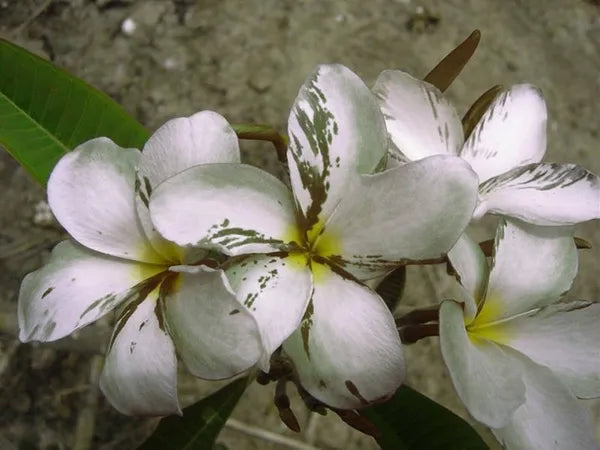 Plumeria Hybrid Cutting Rare "White Variegated"