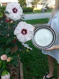 Rare Hibiscus Hybrid "Daphne"