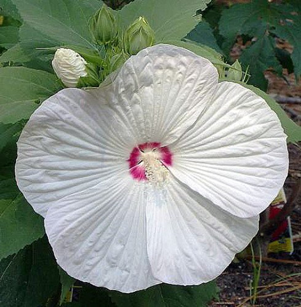 Rare Hibiscus Hybrid "Fairy Wand"