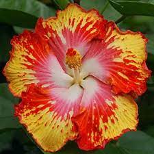 Rare Hibiscus Hybrid "Super Nova"