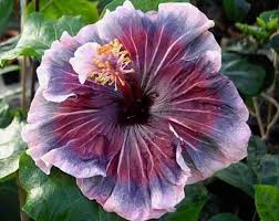 Rare Hibiscus Hybrid "Purple Hole"