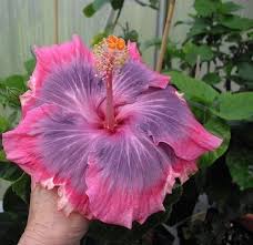Rare Hibiscus Hybrid "Moira"