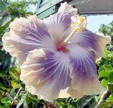 Rare Hibiscus Hybrid "Violet Star"