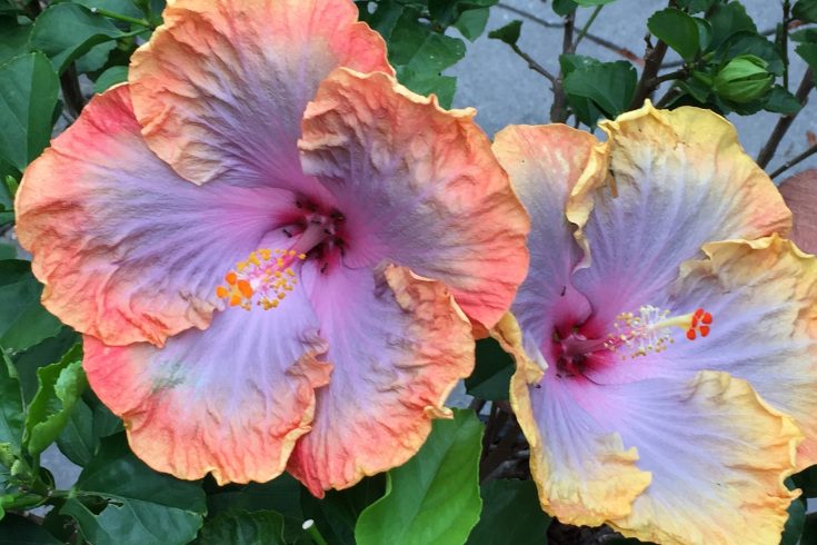Rare Hibiscus Hybrid "Dueling Stars"