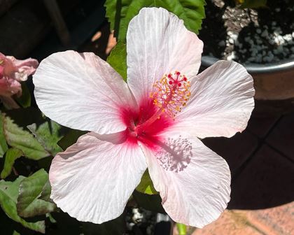 Rare Hibiscus Hybrid "Lightsaber"