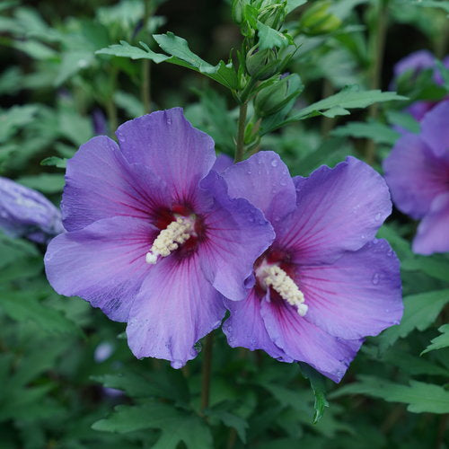 Rare Hibiscus Hybrid "Lavender"