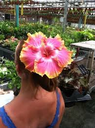 Rare Hibiscus Hybrid "Tutti Frutti"