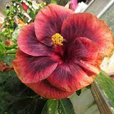 Rare Hibiscus Hybrid "Cajun Black"