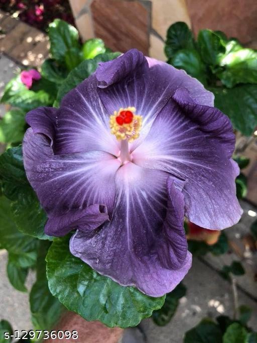 Rare Hibiscus Hybrid "Violet Nebula"