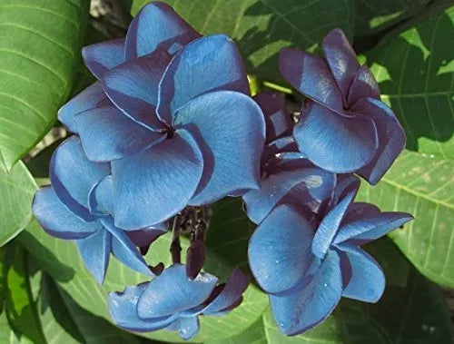 Plumeria Hybrid CUtting Rare "Lei Ocean"