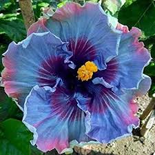 Rare Hibiscus Hybrid "Aqua Rose"