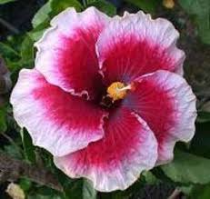 Rare Hibiscus Hybrid "Nuetron Star"