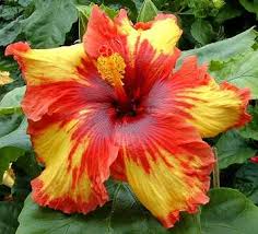 Rare Hibiscus Hybrid "Picaso"
