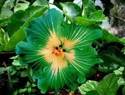 Rare Hibiscus Hybrid "Emerald Glow"