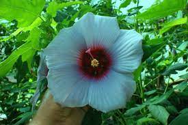 Rare Hibiscus Hybrid "Bermuda Blue"