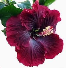 Rare Hibiscus Hybrid "Scarlet Rose"