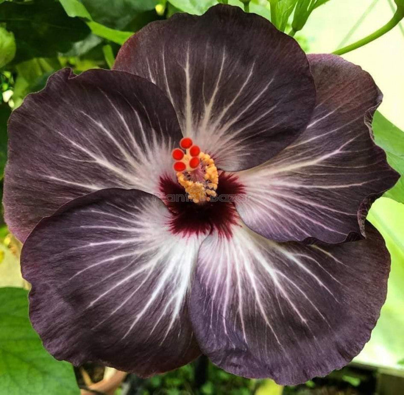 Rare Hibiscus Hybrid "Void Burst"