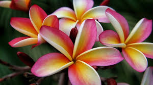 Plumeria Hybrid Cutting Rare "Tutti Frutti"