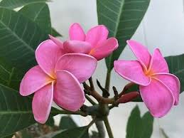 Plumeria Hybrid Cutting Rare "Cherry"