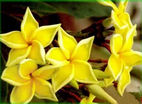 Plumeria Hybrid Cutting Rare "14K Gold"