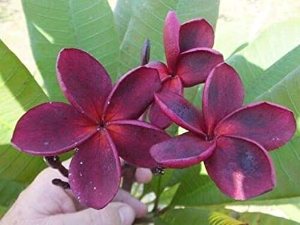 Plumeria Hybrid Cutting Rare "Tzeentch"