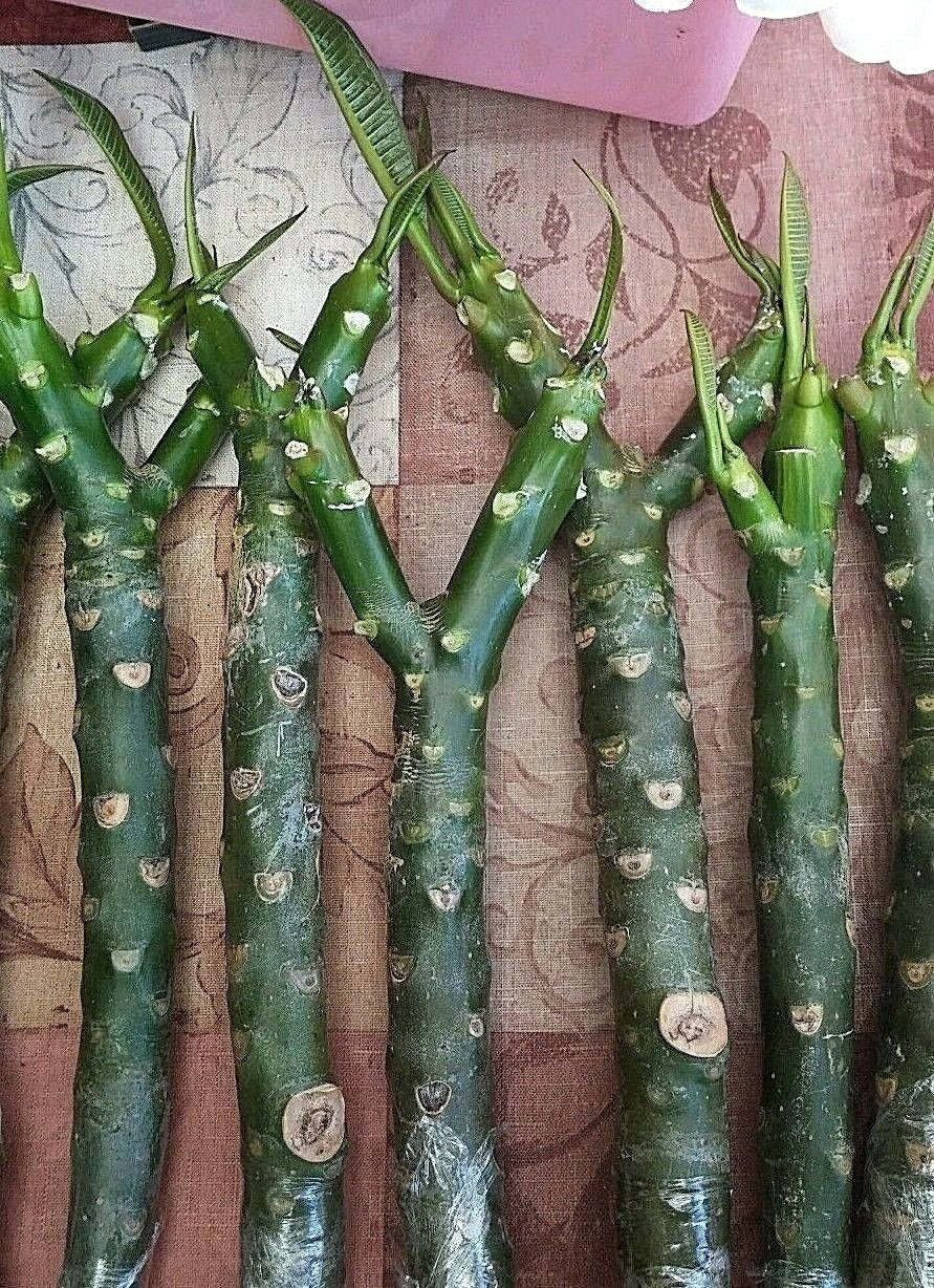 Plumeria Hybrid Cutting Rare "Black Sugar"