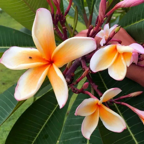 Plumeria Hybrid Cutting Rare "Amarillo Sunset"