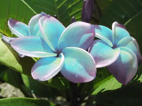 Plumeria Hybrid Cutting Rare "Aqua"