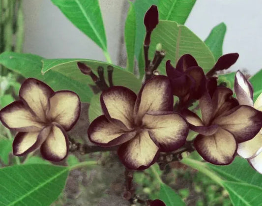 Plumeria Hybrid Cutting Rare "Black Sugar"