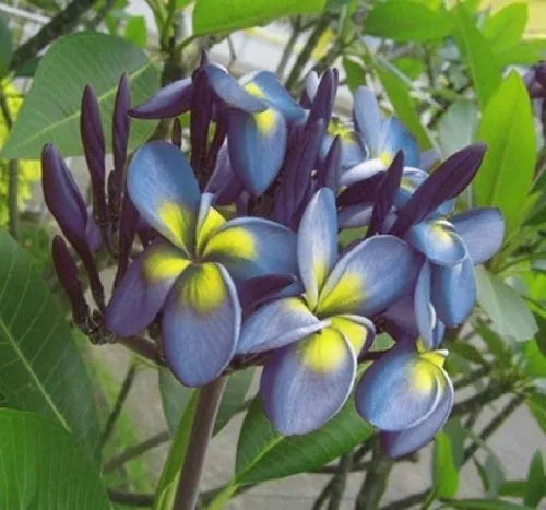 Plumeria Hybrid Cutting Rare "Blue Lemon"