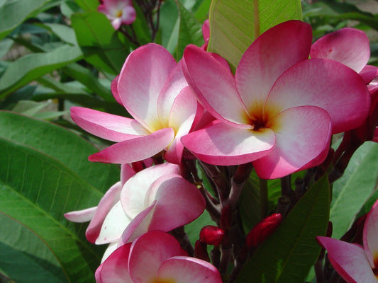 Plumeria Hybrid Cutting Rare "Brittney