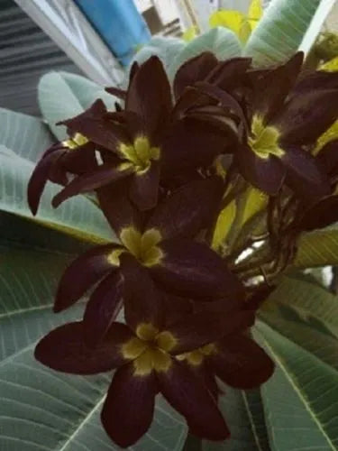 Plumeria Hybrid Cutting Rare "Bumble Bee"