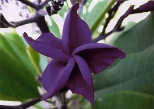 Plumeria Hybrid Cutting Rare "Butterfly Purple"
