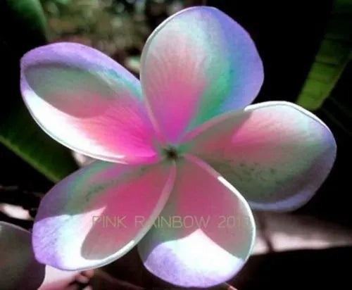 Plumeria Hybrid Cutting Rare "Cotton Candy"