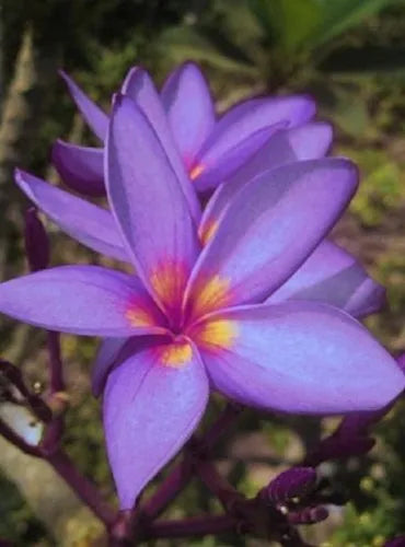 Plumeria Hybridd Cutting Rare "Cosmic Violet with Yellow