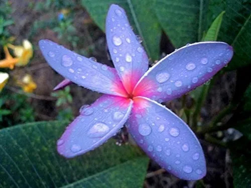 Plumeria Hybrid Cutting Rare "Cosmic Violet"