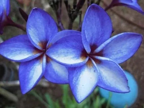 Plumeria Hybrid Cutting Rare "Chelsea"