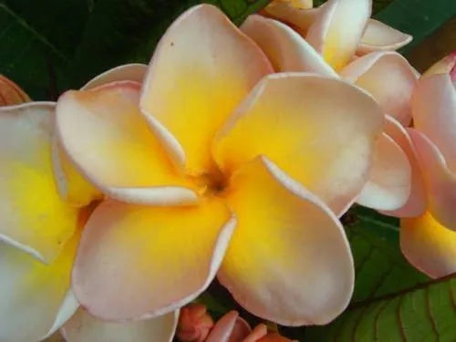 Plumeria Hybrid Cutting Rare "Cream Pop"