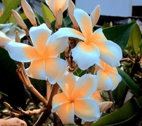 Plumeria Hybrid Cutting Rare "Cream Pop 2.0"