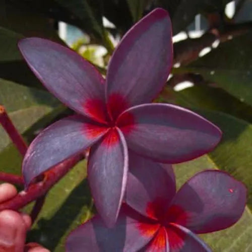 Plumeria Hybrid Cutting Rare "Darth Vader"