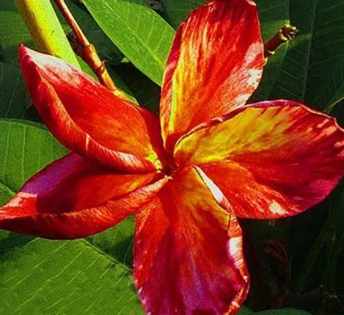 Plumeria Hybrid Cutting Rare "Dragon Fruit'