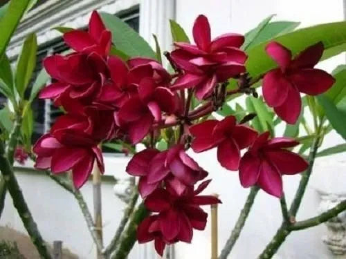 Plumeria Hybrid Cutting Rare "Dragons Breath"